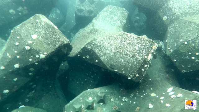 ACCROPODE ™ II cassés broken breakages expertise certification breakwater solution CLAS NRL Nouvelle Route du Littoral